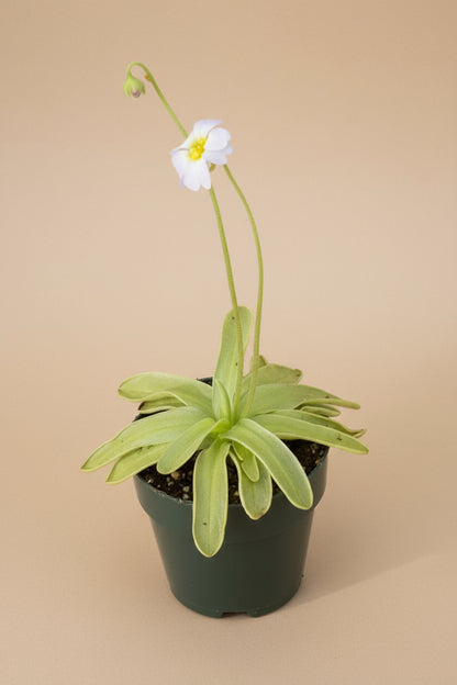 Pinguicula primuliflora (Butterwort) is an uncommon carnivorous plant with sticky leaves that trap pests and produce delicate violet blooms