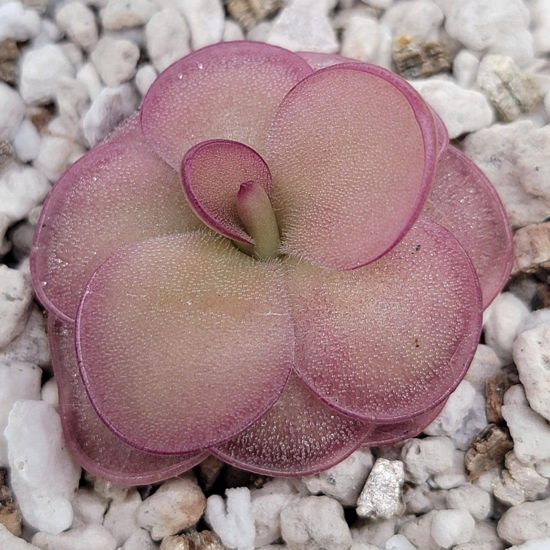 Rare Pinguicula laueana × ‘Huahuapan’ Red Clone with color-changing red foliage and purple blooms, a compact carnivorous butterwort perfect for collectors.