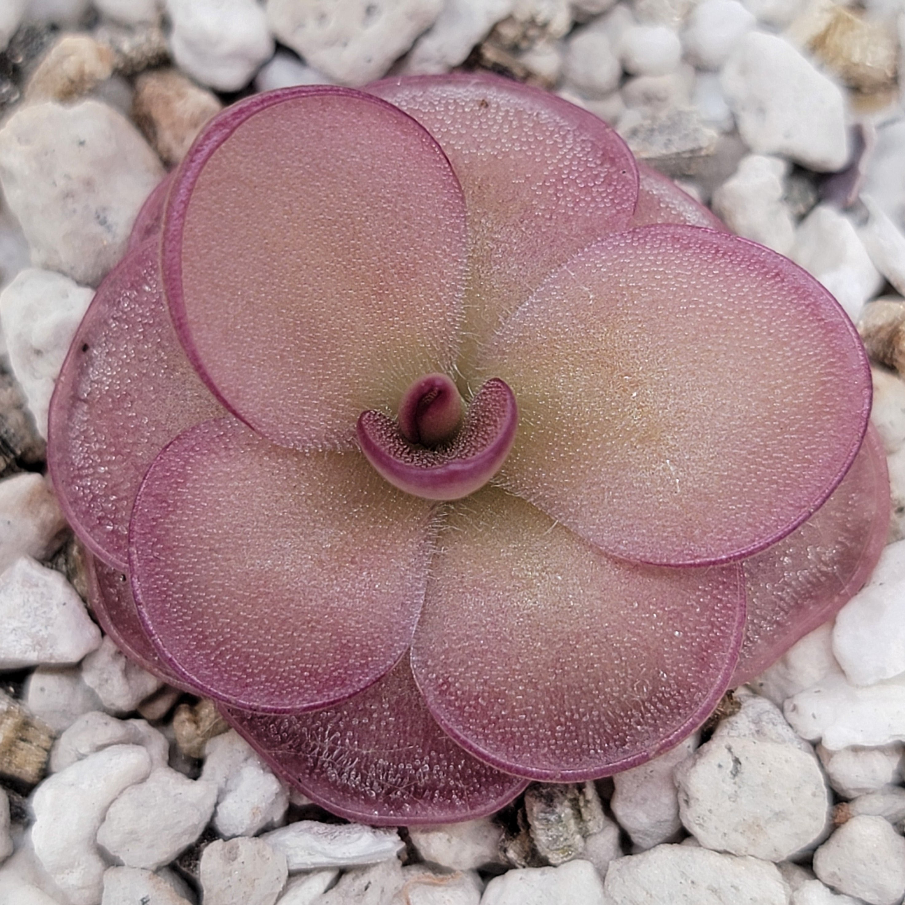 Rare Pinguicula laueana × ‘Huahuapan’ Red Clone with color-changing red foliage and purple blooms, a compact carnivorous butterwort perfect for collectors.