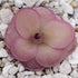 Rare Pinguicula laueana × ‘Huahuapan’ Red Clone with color-changing red foliage and purple blooms, a compact carnivorous butterwort perfect for collectors.