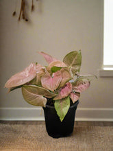 The Arrowhead Plant (Syngonium), also known as the Butterfly Plant, features unique arrow-shaped leaves that thrive in medium to low light. Perfect for darker spaces, this low-maintenance plant adds vibrant greenery to your home. Easy to care for and versatile, it’s ideal for beginners. 