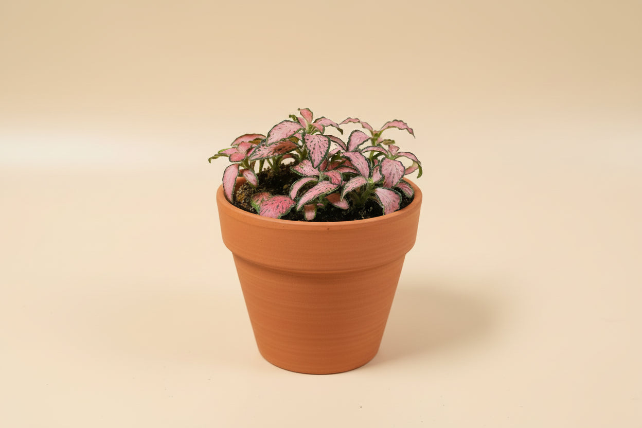 The Nerve Plant (Fittonia albivenis) varieties, features striking veined foliage perfect for terrariums or small spaces.