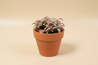 The Nerve Plant (Fittonia albivenis) varieties, features striking veined foliage perfect for terrariums or small spaces.