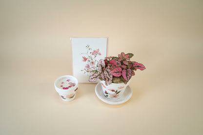 Mother’s Day gift set with live plant, floral terra cotta pot, soy coconut candle, and pressed flower card