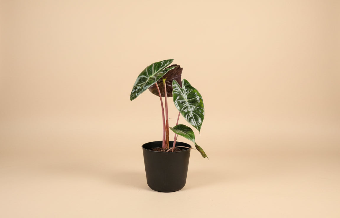 Rare and stunning, the Pink Princess Alocasia features bold pink variegation, glossy foliage, and tropical vibes—perfect for collectors and plant lovers