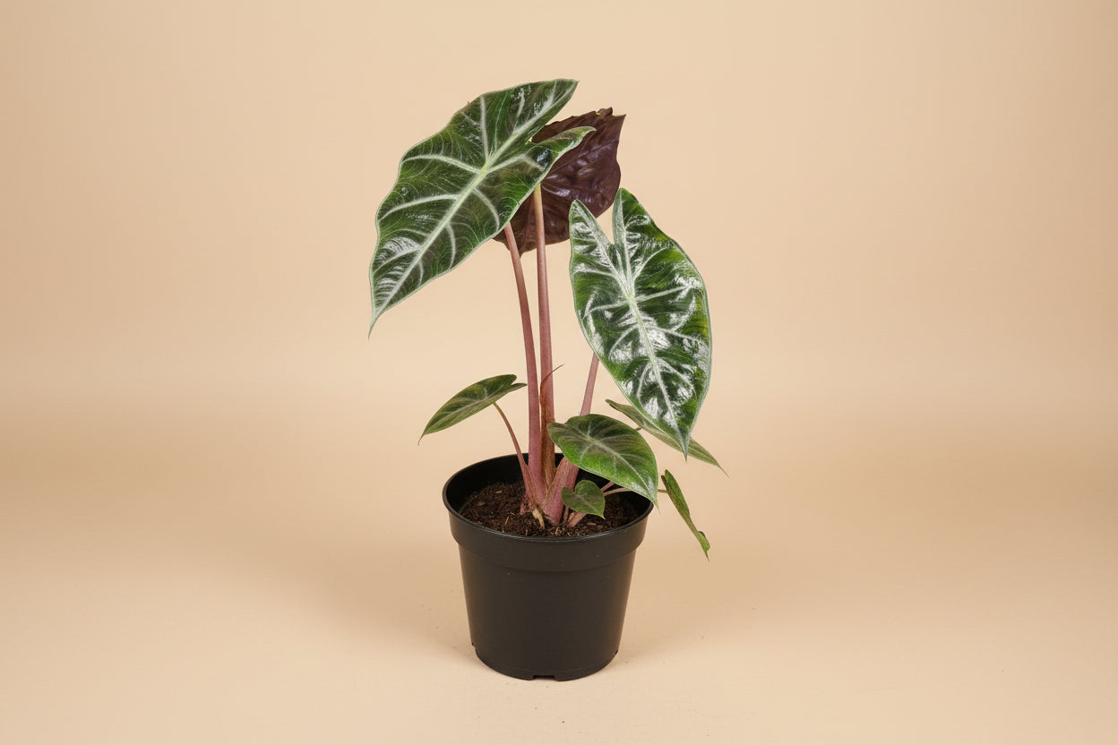 Rare and stunning, the Pink Princess Alocasia features bold pink variegation, glossy foliage, and tropical vibes—perfect for collectors and plant lovers