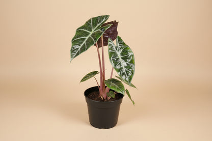 Rare and stunning, the Pink Princess Alocasia features bold pink variegation, glossy foliage, and tropical vibes—perfect for collectors and plant lovers