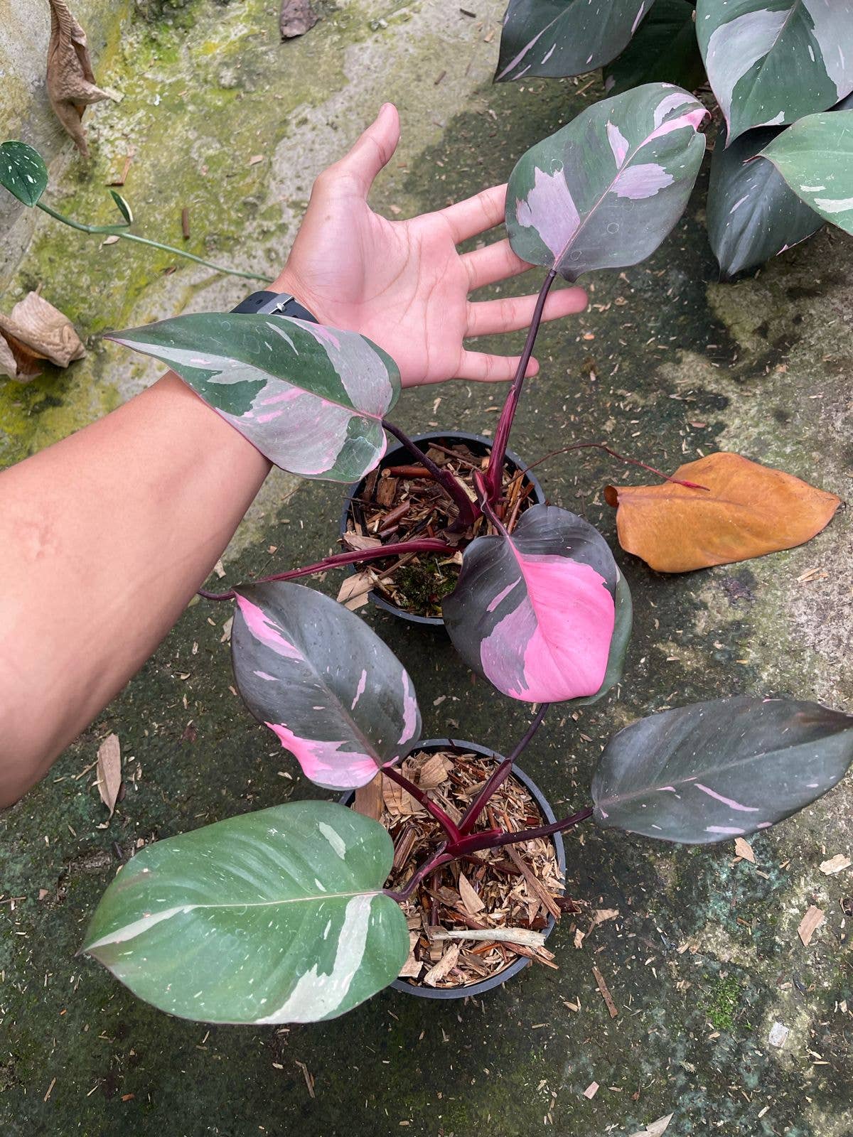 Display your Philodendron Pink Princess &quot;Galaxy&quot; in a decorative pot, pair with White Princess or Thai Constellation, and keep in bright, indirect light. 
