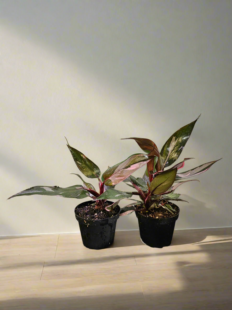 The Pink Princess Philodendron is a highly sought-after houseplant known for its stunning pink variegation. With dark green leaves splashed with vibrant pink and white, it’s a favorite among collectors. Thriving in bright, indirect light, this plant adds bold color to any space. 