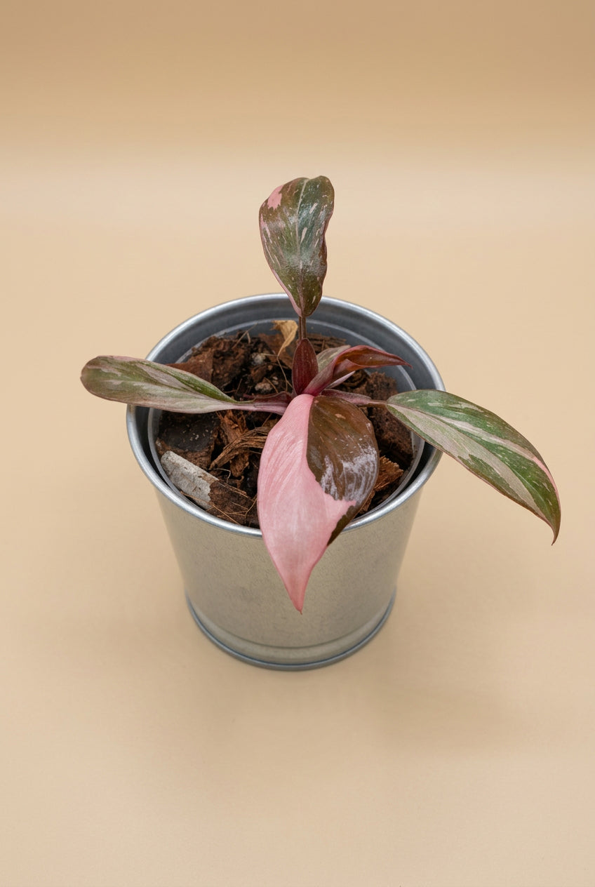 Philodendron ‘Pink Princess Marble Galaxy’ features candy-pink speckles and rich green foliage. A stunning climbing plant for your indoor jungle.