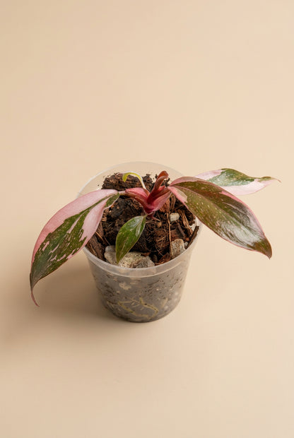 Philodendron ‘Pink Princess Marble Galaxy’ features candy-pink speckles and rich green foliage. A stunning climbing plant for your indoor jungle.