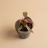 Philodendron ‘Pink Princess Marble Galaxy’ features candy-pink speckles and rich green foliage. A stunning climbing plant for your indoor jungle.