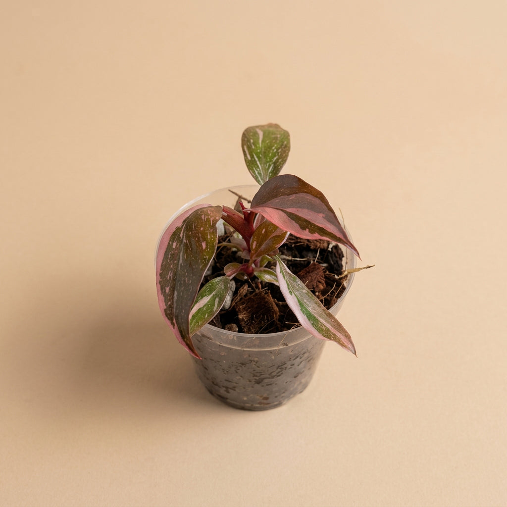 Philodendron ‘Pink Princess Marble Galaxy’ features candy-pink speckles and rich green foliage. A stunning climbing plant for your indoor jungle.