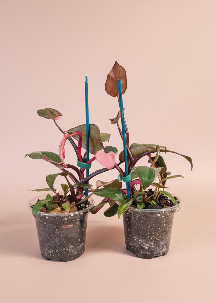 The Pink Princess Philodendron is a highly sought-after houseplant known for its stunning pink variegation.