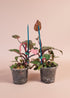 The Pink Princess Philodendron is a highly sought-after houseplant known for its stunning pink variegation.
