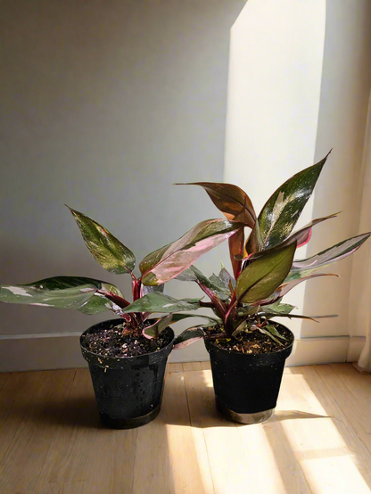 The Pink Princess Philodendron is a highly sought-after houseplant known for its stunning pink variegation. With dark green leaves splashed with vibrant pink and white, it’s a favorite among collectors. Thriving in bright, indirect light, this plant adds bold color to any space. 
