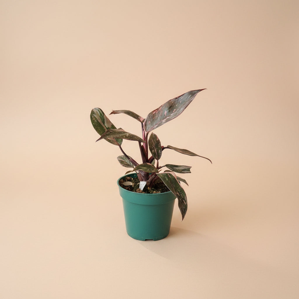The Pink Princess Philodendron is a highly sought-after houseplant known for its stunning pink variegation.