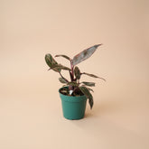 The Pink Princess Philodendron is a highly sought-after houseplant known for its stunning pink variegation.