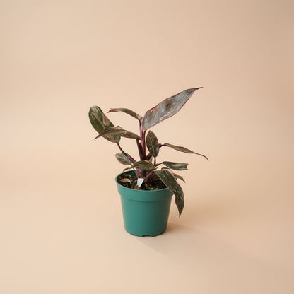 The Pink Princess Philodendron is a highly sought-after houseplant known for its stunning pink variegation.