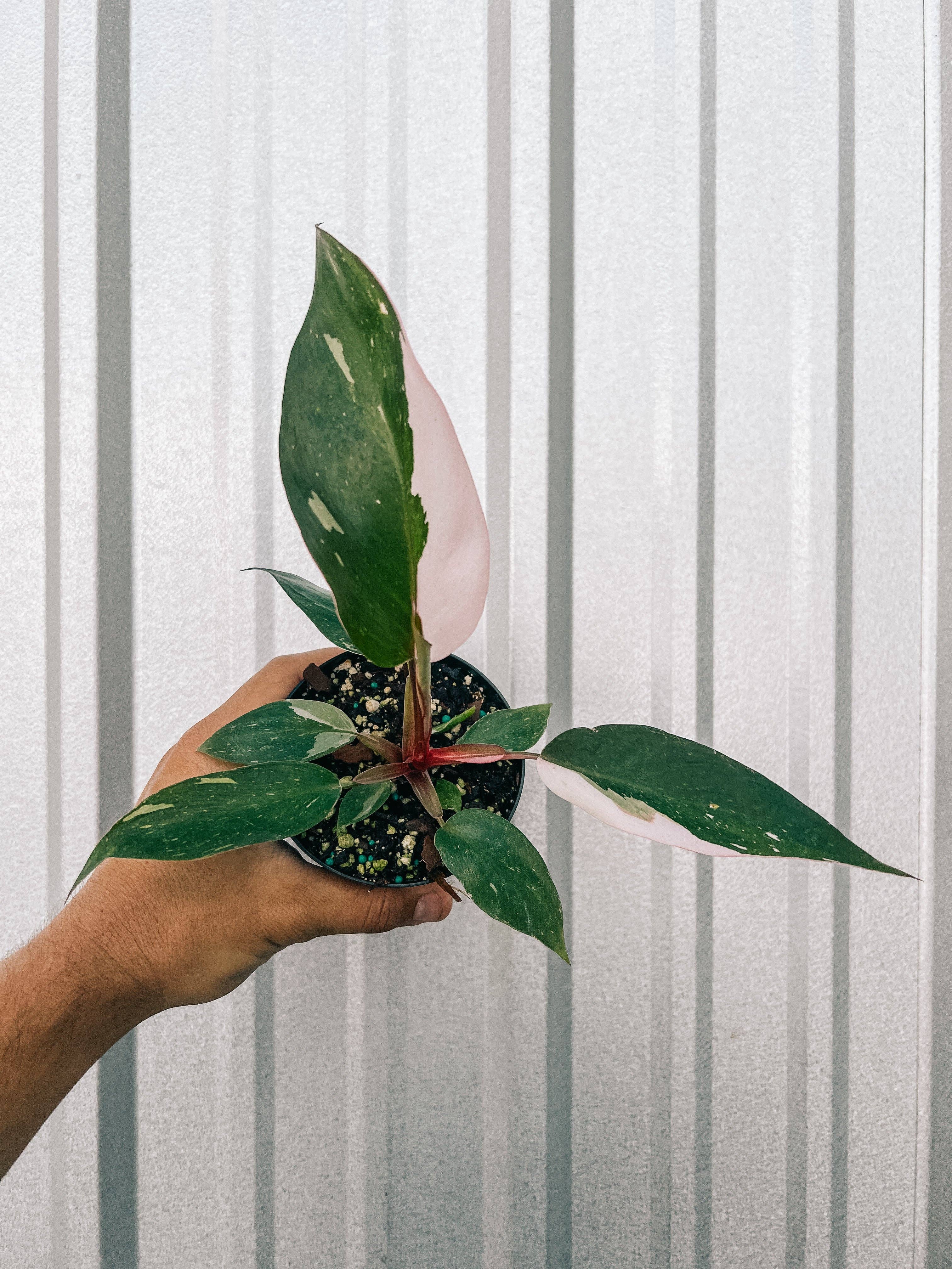 The Pink Princess Philodendron is a highly sought-after houseplant known for its stunning pink variegation. With dark green leaves splashed with vibrant pink and white, it’s a favorite among collectors. Thriving in bright, indirect light, this plant adds bold color to any space. 
