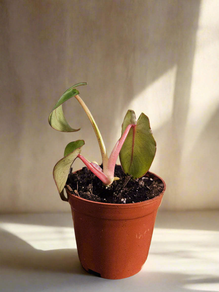 pink foliage indoor plant Alocasia Pink Princess Rare Plant – Jungle Relics