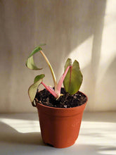 Rare and stunning, the Pink Princess Alocasia features bold pink variegation, glossy foliage, and tropical vibes—perfect for collectors and plant lovers.