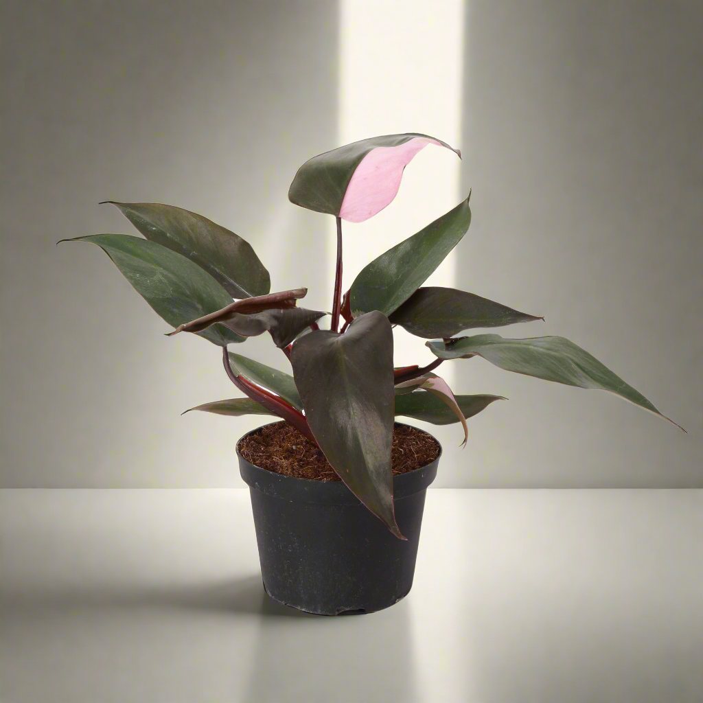 The Pink Princess Philodendron is a highly sought-after houseplant known for its stunning pink variegation. With dark green leaves splashed with vibrant pink and white, it’s a favorite among collectors. Thriving in bright, indirect light, this plant adds bold color to any space. 