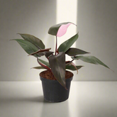 The Pink Princess Philodendron is a highly sought-after houseplant known for its stunning pink variegation. With dark green leaves splashed with vibrant pink and white, it’s a favorite among collectors. Thriving in bright, indirect light, this plant adds bold color to any space. 