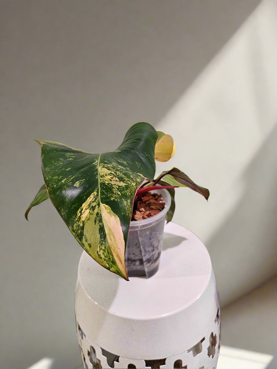 Philodendron Strawberry Shake stuns with pink, cream, and green variegation. A rare gem, it thrives in bright, indirect light—perfect for plant collectors