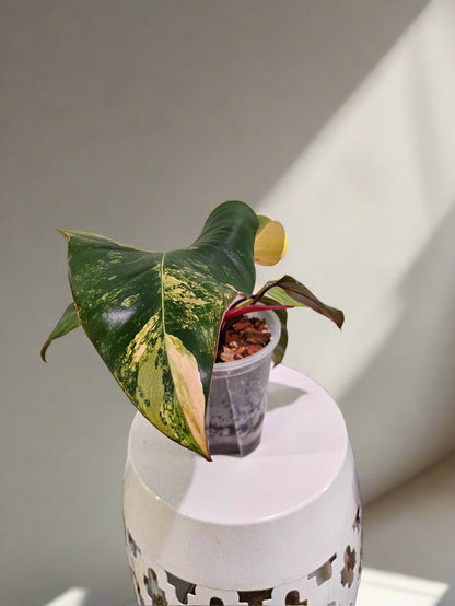 Philodendron Strawberry Shake stuns with pink, cream, and green variegation. A rare gem, it thrives in bright, indirect light—perfect for plant collectors