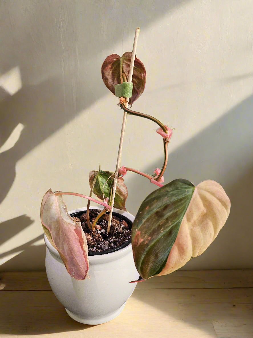 The Pink Variegated Philodendron Micans features velvety heart-shaped leaves with pink highlights—a rare, trailing beauty perfect for bright, indirect light.