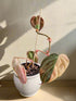 The Pink Variegated Philodendron Micans features velvety heart-shaped leaves with pink highlights—a rare, trailing beauty perfect for bright, indirect light.
