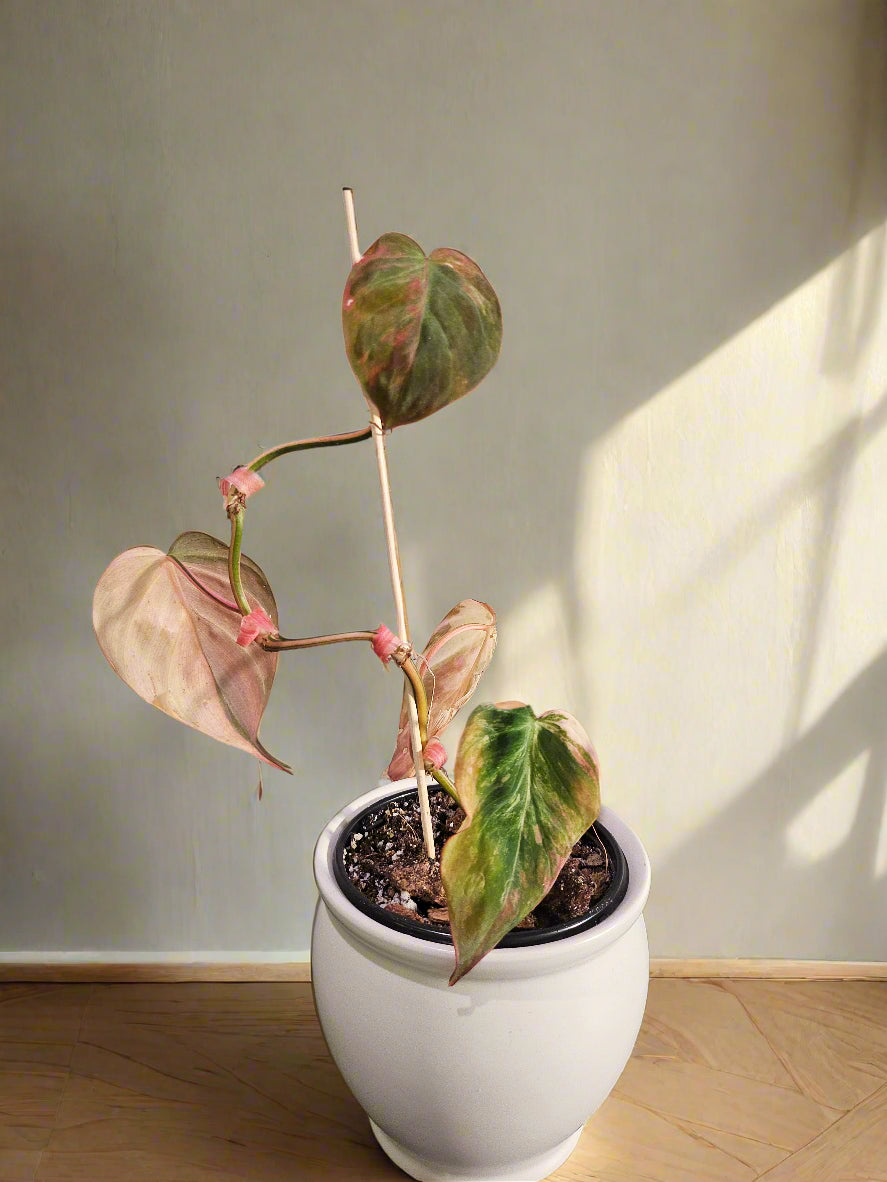 The Pink Variegated Philodendron Micans features velvety heart-shaped leaves with pink highlights—a rare, trailing beauty perfect for bright, indirect light.