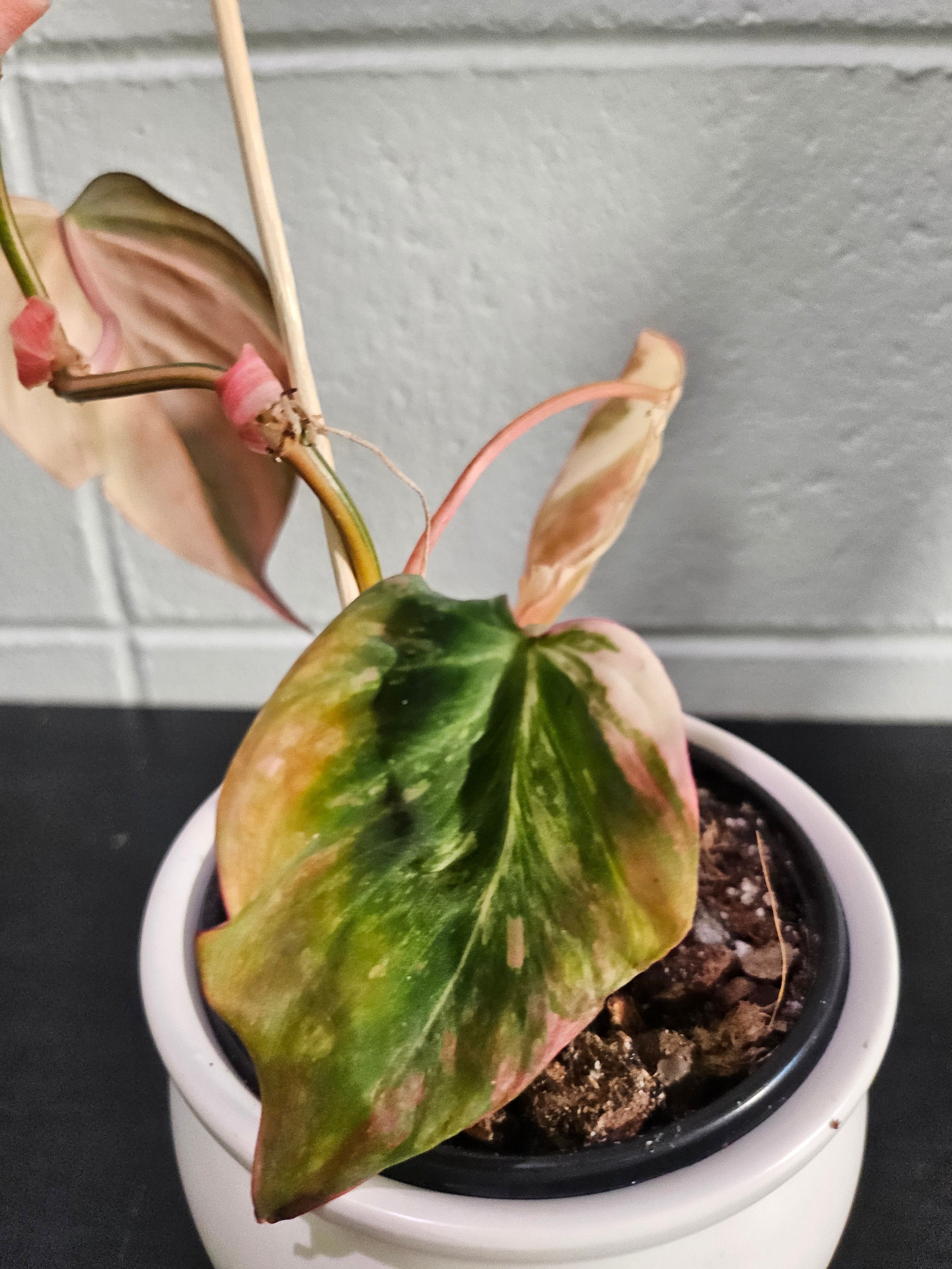 The Pink Variegated Philodendron Micans features velvety heart-shaped leaves with pink highlights—a rare, trailing beauty perfect for bright, indirect light.
