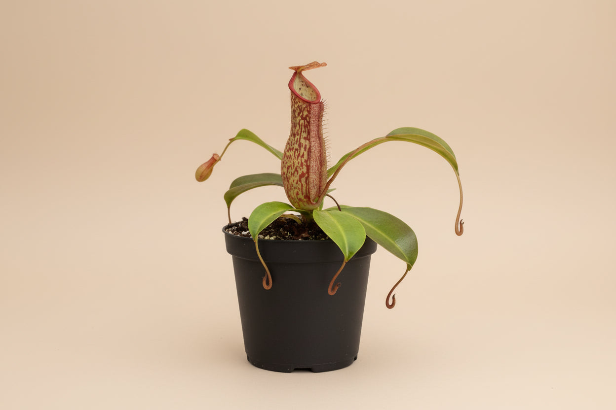 Carnivorous Nepenthes ‘Miranda’ is an uncommon hybrid pitcher plant with massive red pitchers, tropical drama, and natural insect-trapping power.