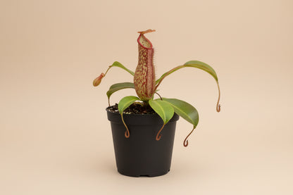 Carnivorous Nepenthes ‘Miranda’ is an uncommon hybrid pitcher plant with massive red pitchers, tropical drama, and natural insect-trapping power.