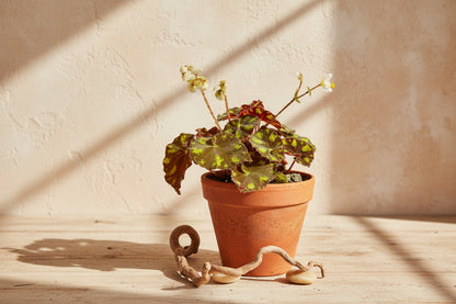 Begonia Rex ‘Polar Shadows’ features velvety dark foliage with silver tones. A moody, collector-favorite houseplant perfect for bright, indirect light spaces.