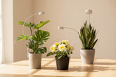 Pot clip grow lights for indoor plants with full spectrum LED, timer, dimming levels, and flexible gooseneck. Energy-efficient 5V USB