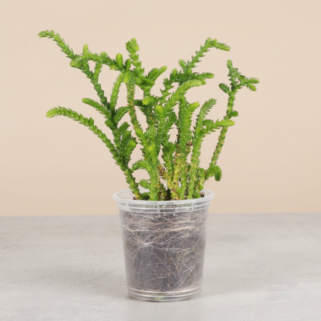 Princess Pine Crassula, a whimsical succulent with coral-like branches and soft evergreen foliage that brings enchanted forest vibes indoors.