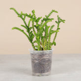 Princess Pine Crassula, a whimsical succulent with coral-like branches and soft evergreen foliage that brings enchanted forest vibes indoors.
