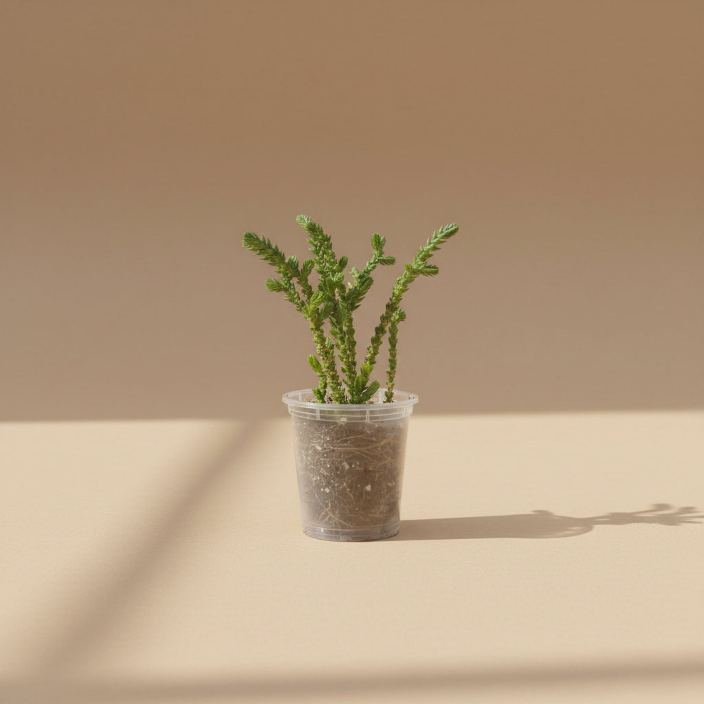 Princess Pine Crassula, a whimsical succulent with coral-like branches and soft evergreen foliage that brings enchanted forest vibes indoors.