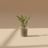 Princess Pine Crassula, a whimsical succulent with coral-like branches and soft evergreen foliage that brings enchanted forest vibes indoors.