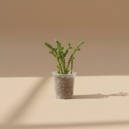 Princess Pine Crassula, a whimsical succulent with coral-like branches and soft evergreen foliage that brings enchanted forest vibes indoors.