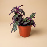 Purple Passion Plant (Gynura aurantiaca) features velvety purple foliage and fast growth. A bold, easy-care houseplant that adds vibrant color and texture indoors.