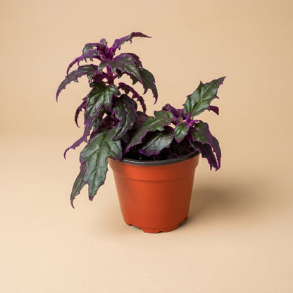 Purple Passion Plant (Gynura aurantiaca) features velvety purple foliage and fast growth. A bold, easy-care houseplant that adds vibrant color and texture indoors.