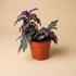 Purple Passion Plant (Gynura aurantiaca) features velvety purple foliage and fast growth. A bold, easy-care houseplant that adds vibrant color and texture indoors.