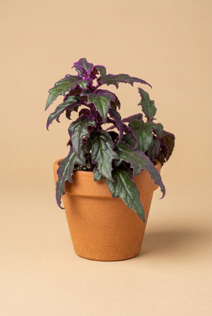 Purple Passion Plant (Gynura aurantiaca) features velvety purple foliage and fast growth. A bold, easy-care houseplant that adds vibrant color and texture indoors.