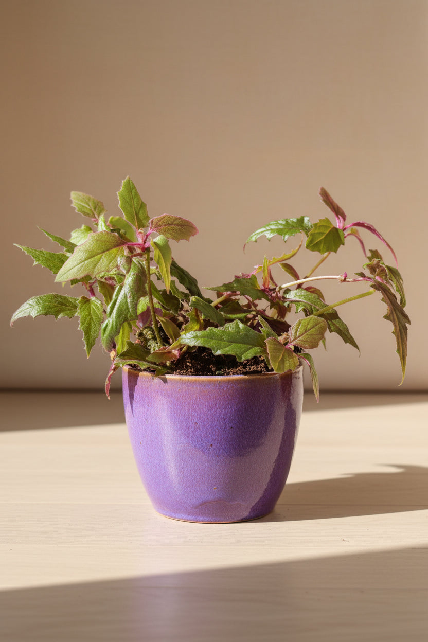 Purple Passion Plant (Gynura aurantiaca) features velvety purple foliage and fast growth. A bold, easy-care houseplant that adds vibrant color and texture indoors.