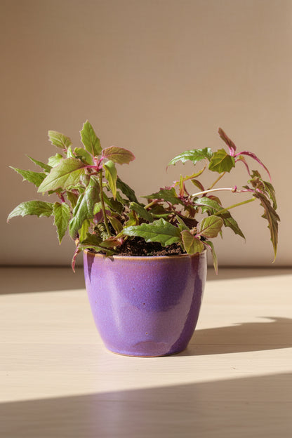 Purple Passion Plant (Gynura aurantiaca) features velvety purple foliage and fast growth. A bold, easy-care houseplant that adds vibrant color and texture indoors.