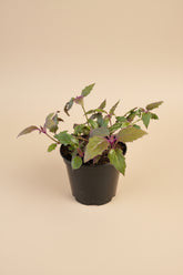 Purple Passion Plant (Gynura aurantiaca) features velvety purple foliage and fast growth. A bold, easy-care houseplant that adds vibrant color and texture indoors.